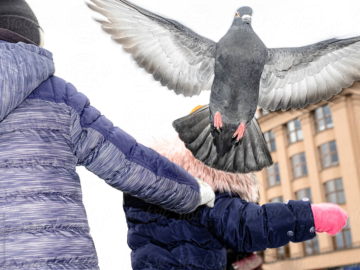 Funny street photo with children and a pigeon