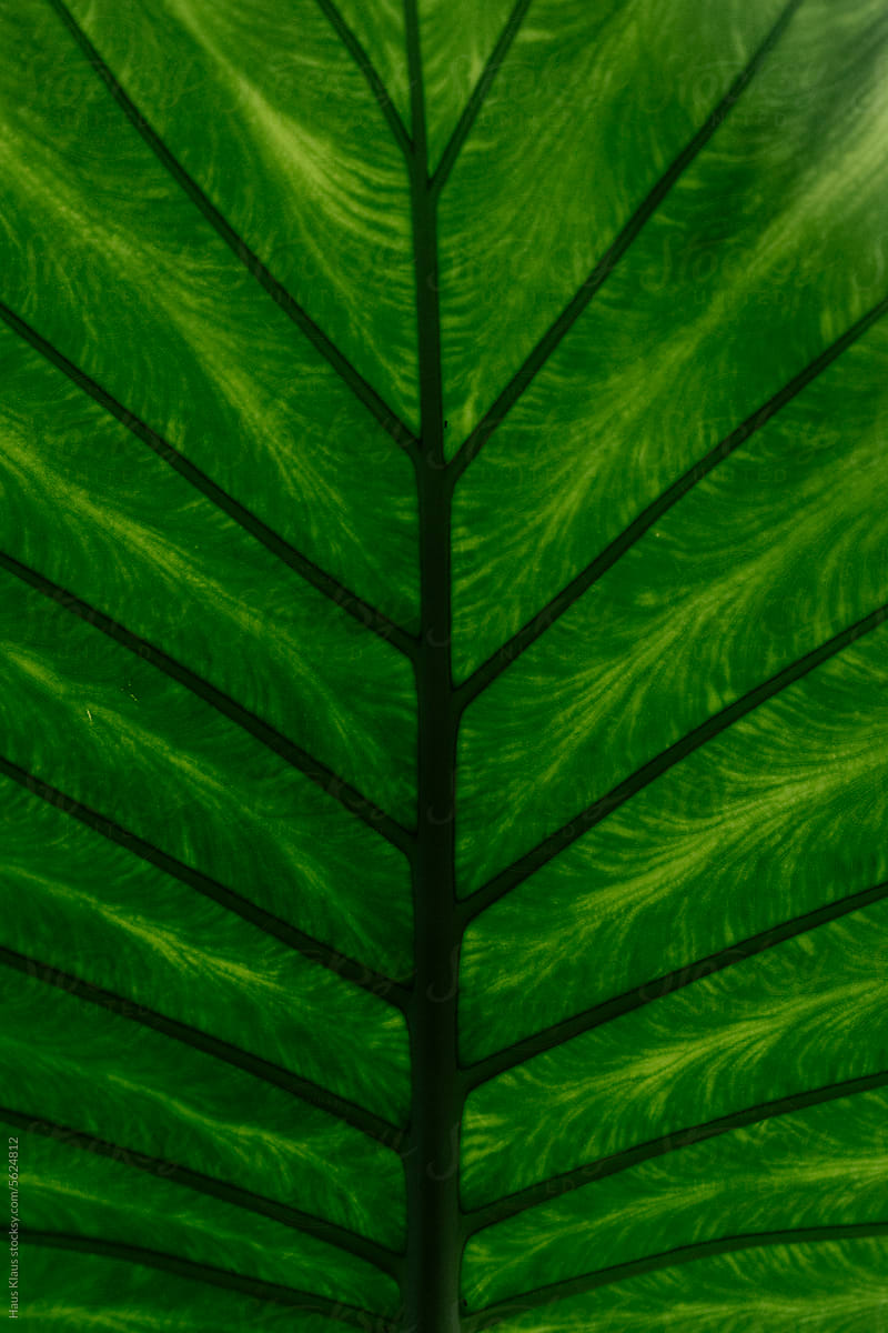 Tropical leafs