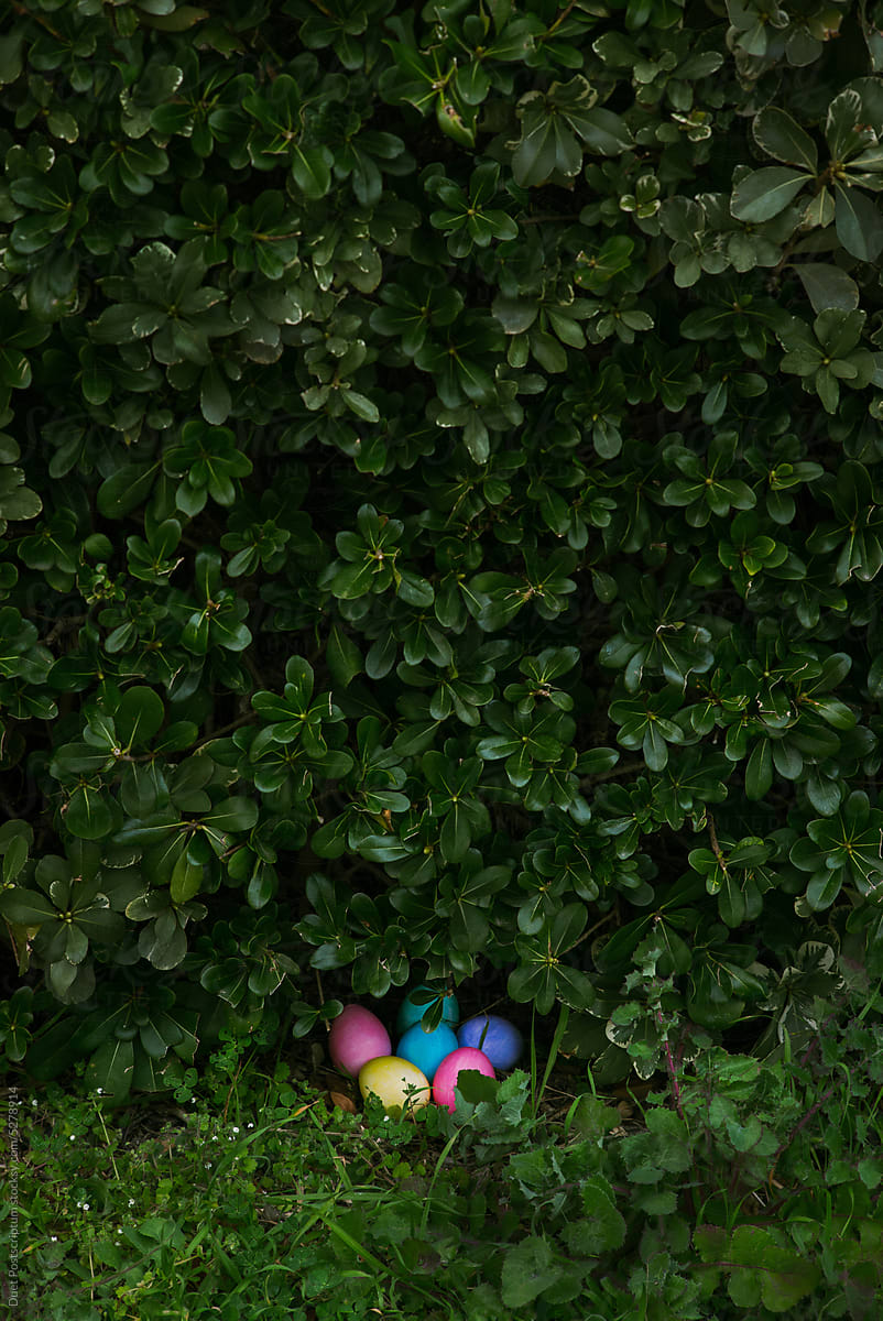 Painted Easter eggs hidden under a bush in the park.