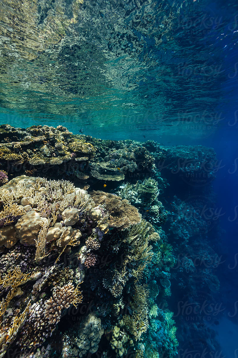 Coral reef drop-off