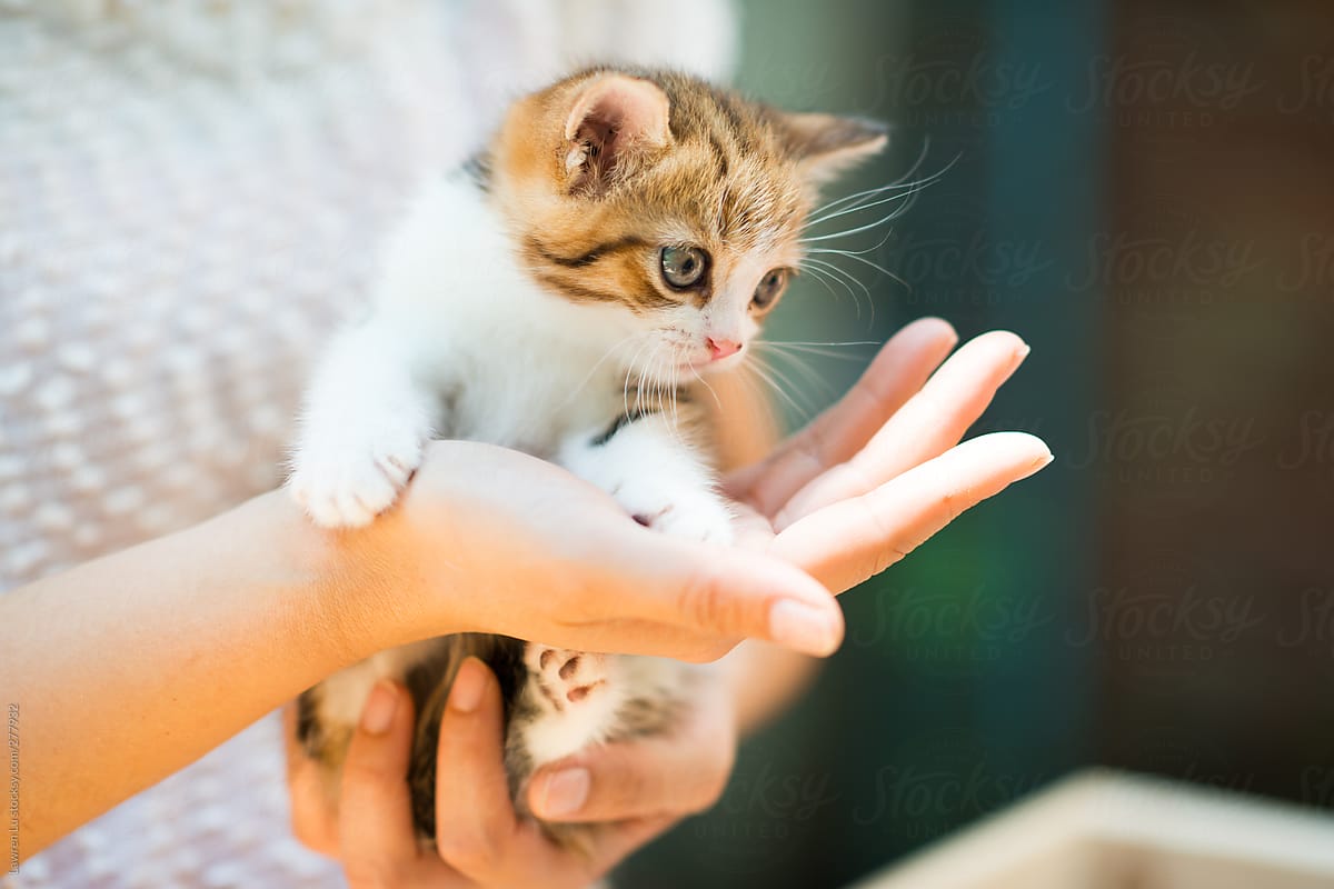 A woman is holding a cute little cat with her both hands