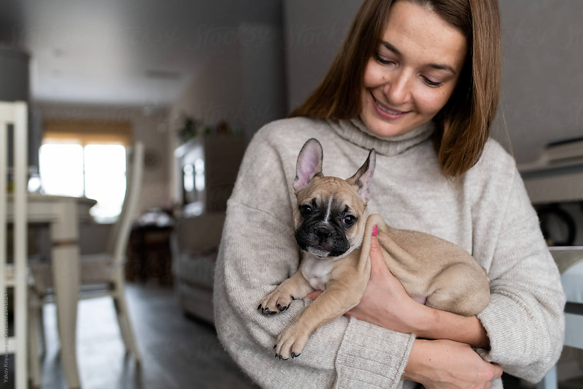 Cute little french bulldog puppy at home