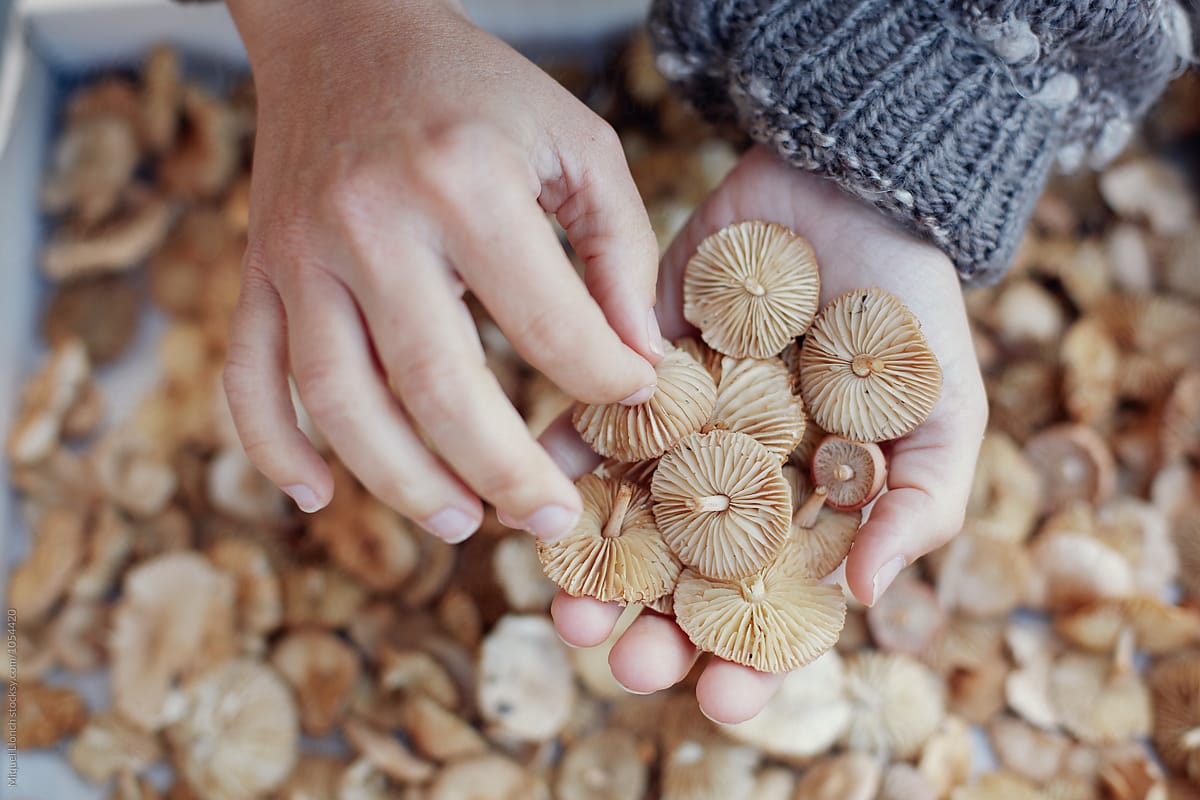 Hands manipulating scotch bonnet mushrooms