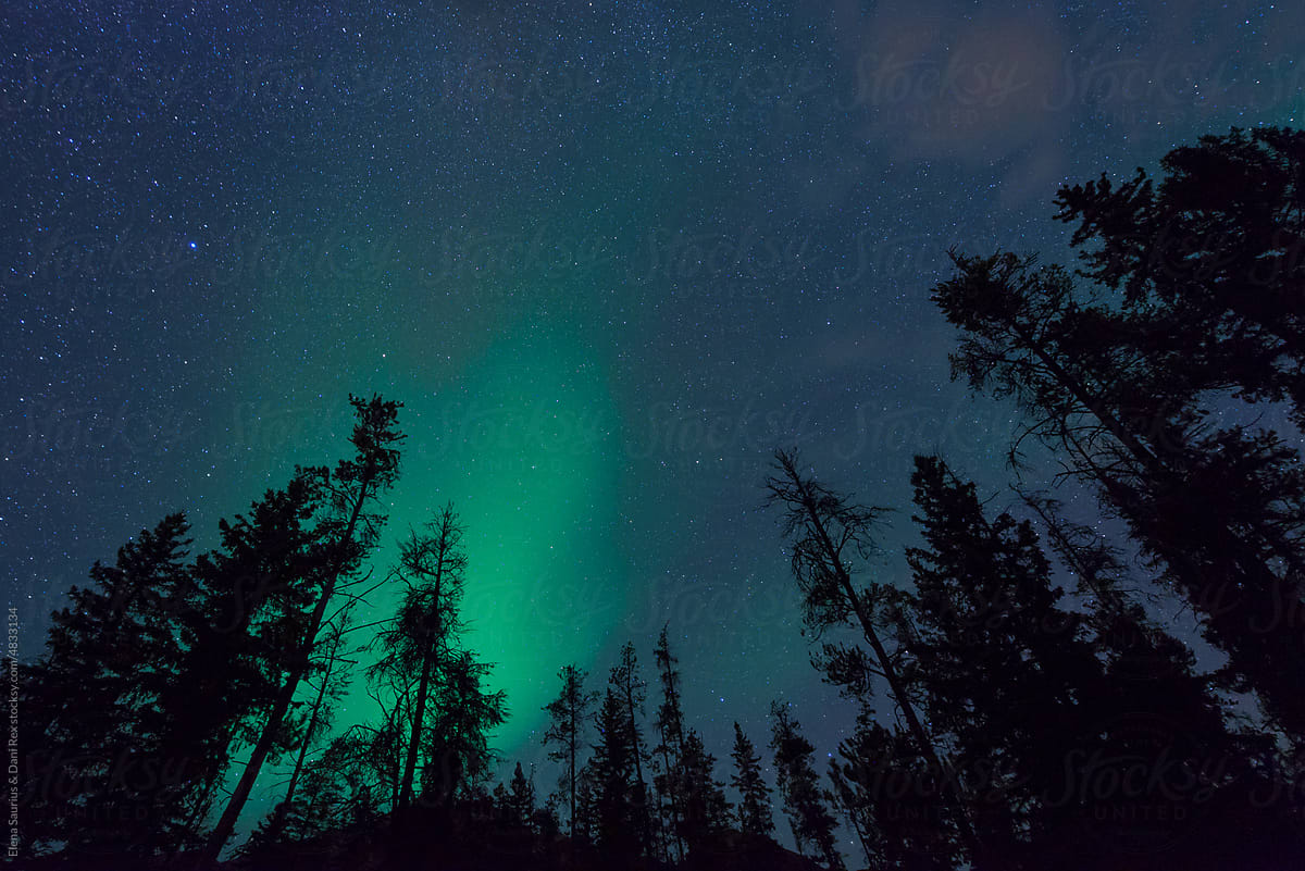 Northern Lights over a forest, in Jasper National Park, Canada