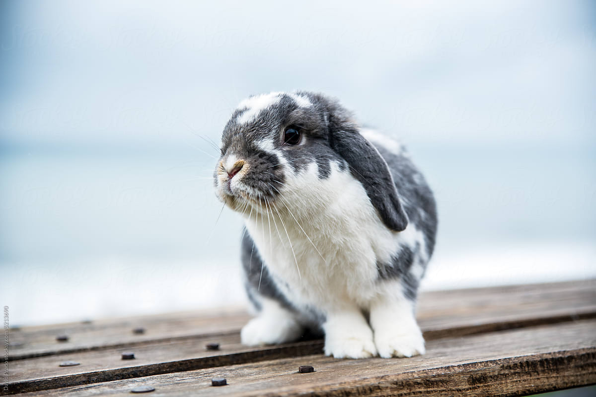 Cute rabbit on table outdoors