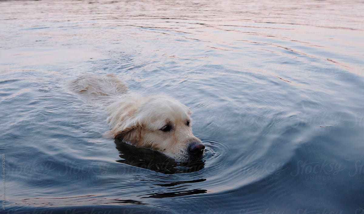Dog Having Twilight Swim