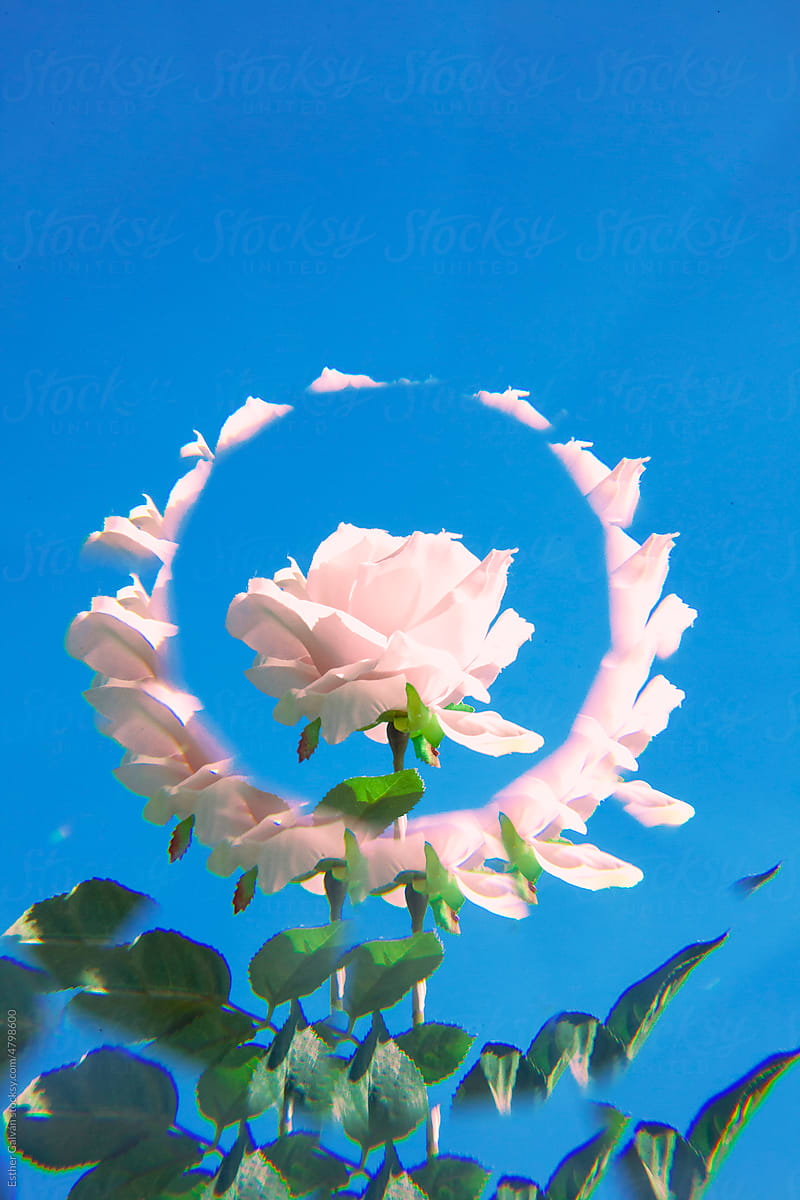 Kaleidoscope rose over blue sky