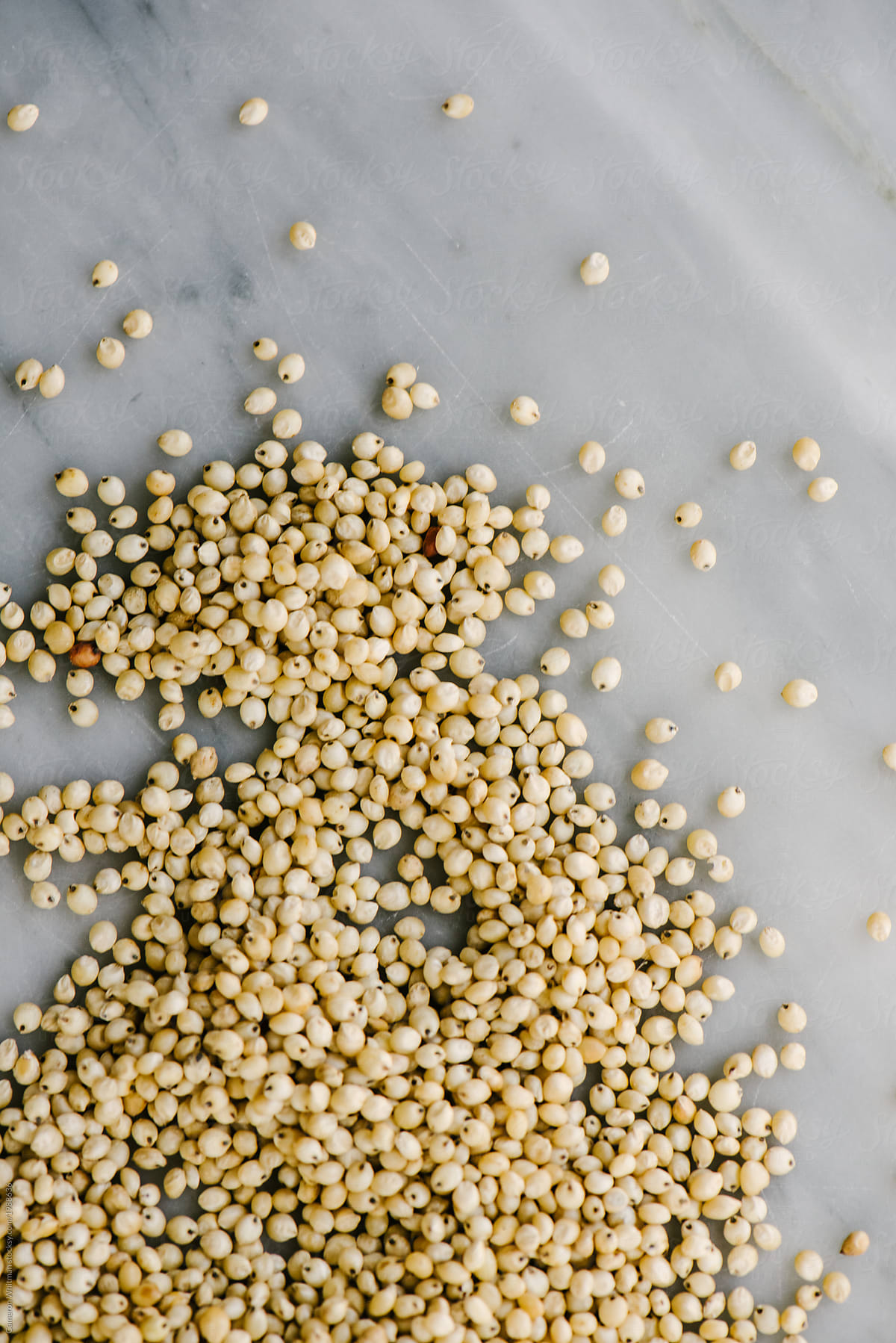 Stock photo of Sorghum seeds ready to eat