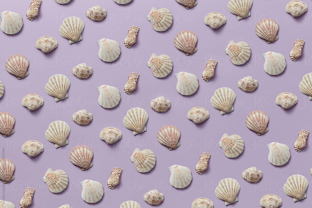 Natural scallop shells pattern on lilac background.