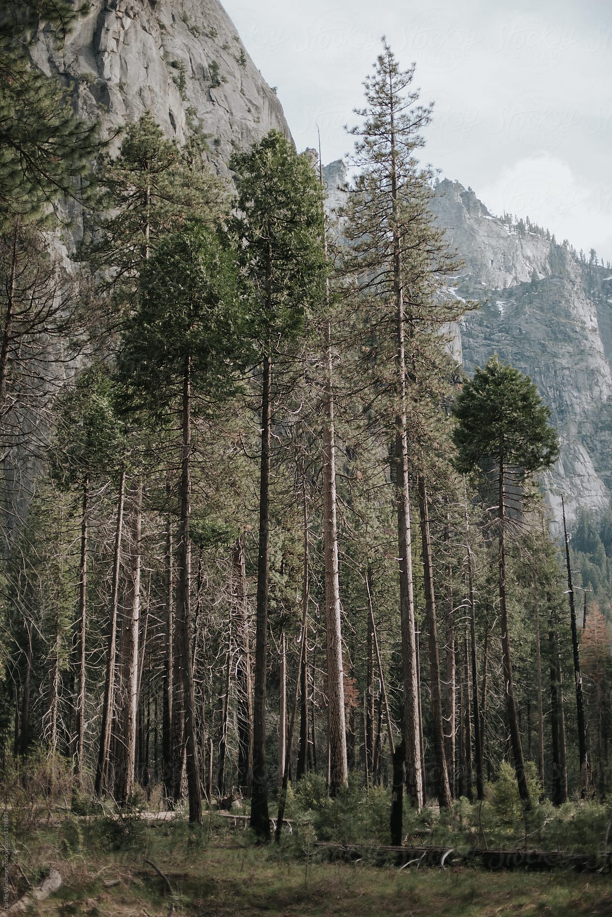 Forest pine trees in Yosemite Valley