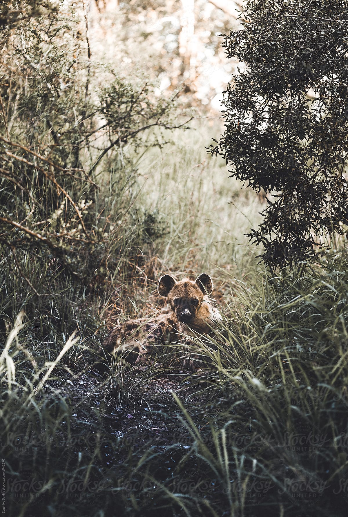 A Single Hyena Hiding In The Bush By Stocksy Contributor Evgeniya