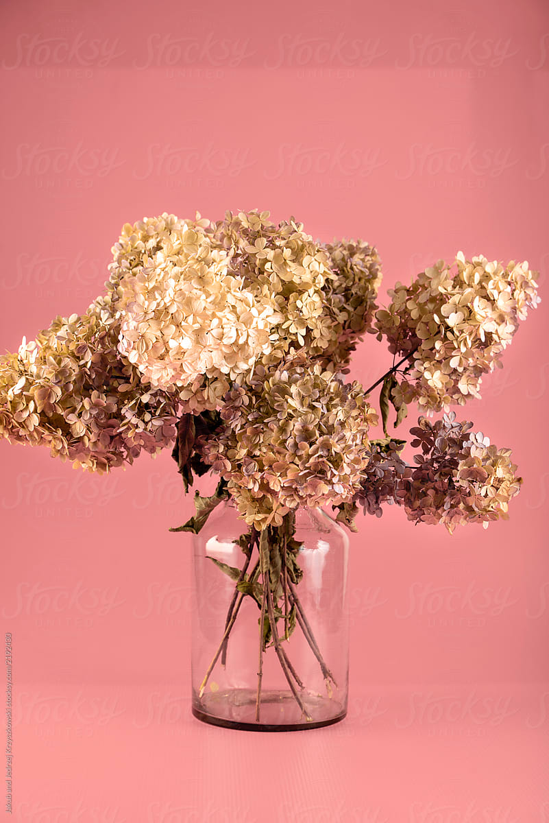 Beautiful Dried Hydrangeas In Big Transparent Glass Vase On Pink