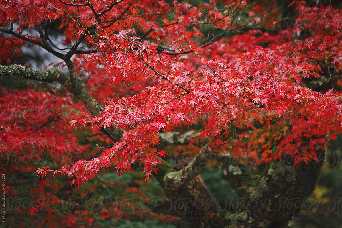 Autumn nature background.