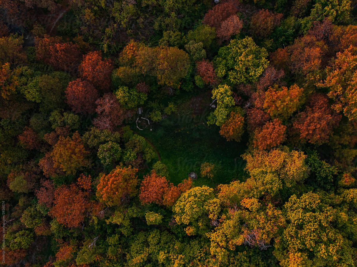 Autumn Forest From Above.