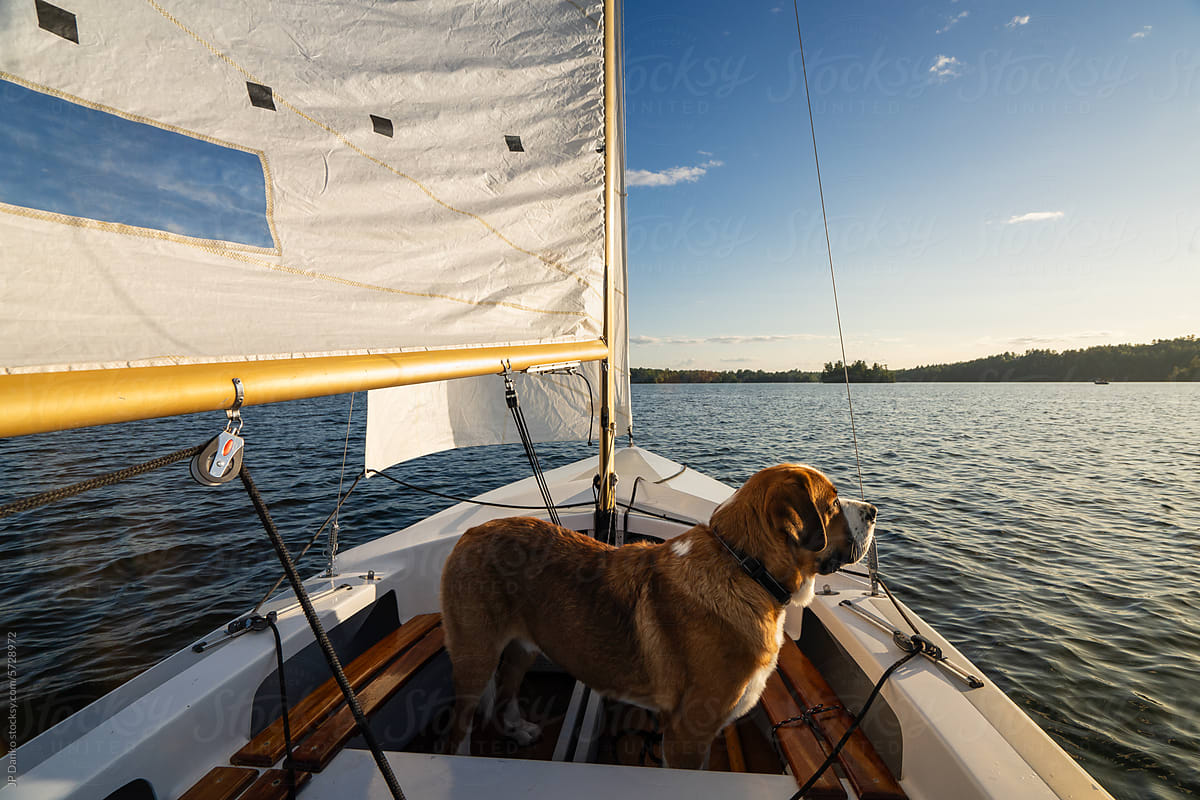 Large Dog Sailing on Lake on Small Sailboat
