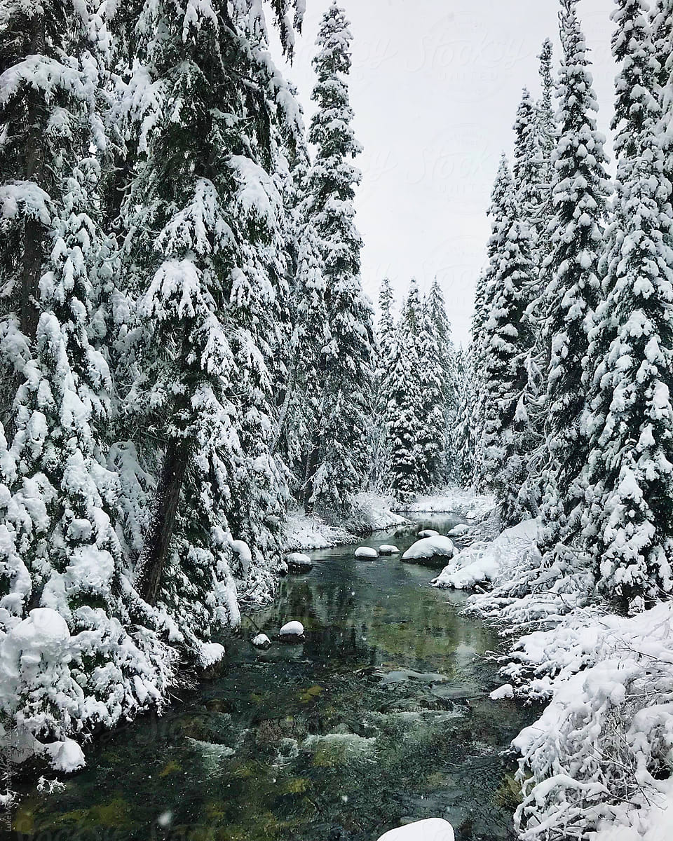 Snowy Forest River