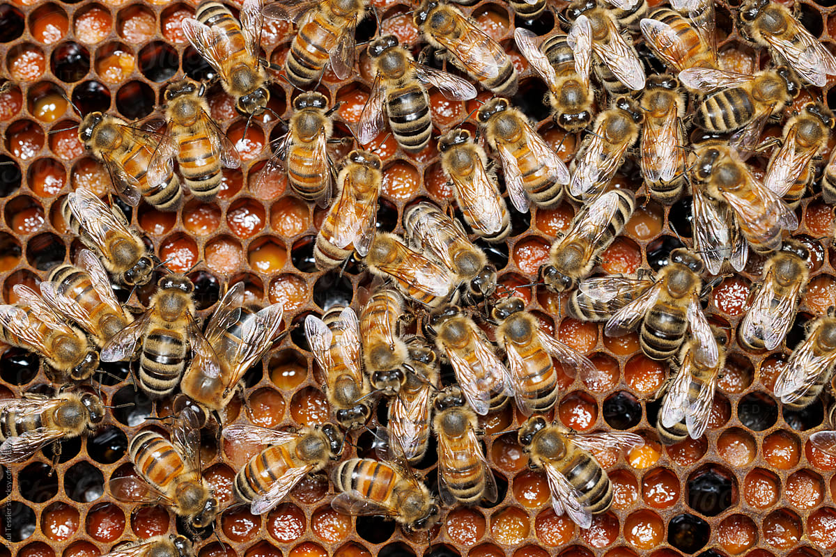 Honey Bees and Stored Pollen