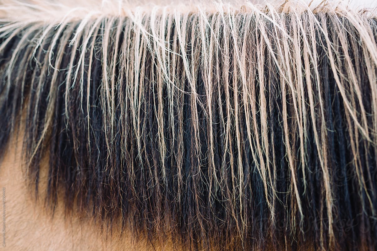 close up of the mane of an Icelandic horse
