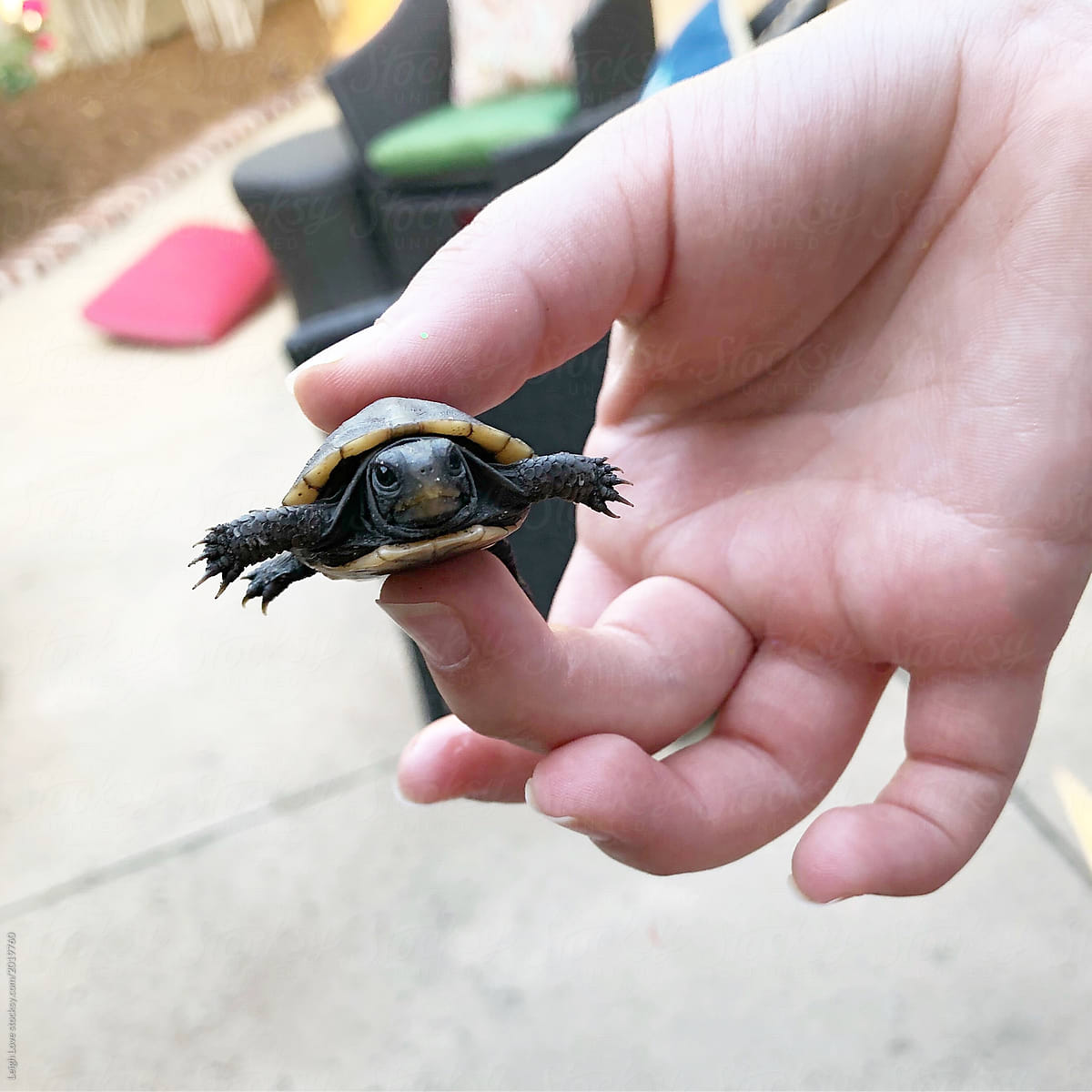 Hand Holding a Baby Eastern Box Turtle