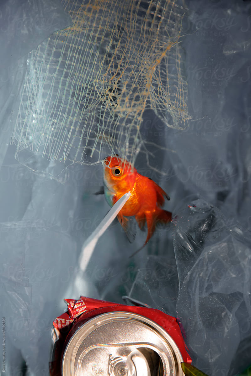 Goldfish swimming to piece of net