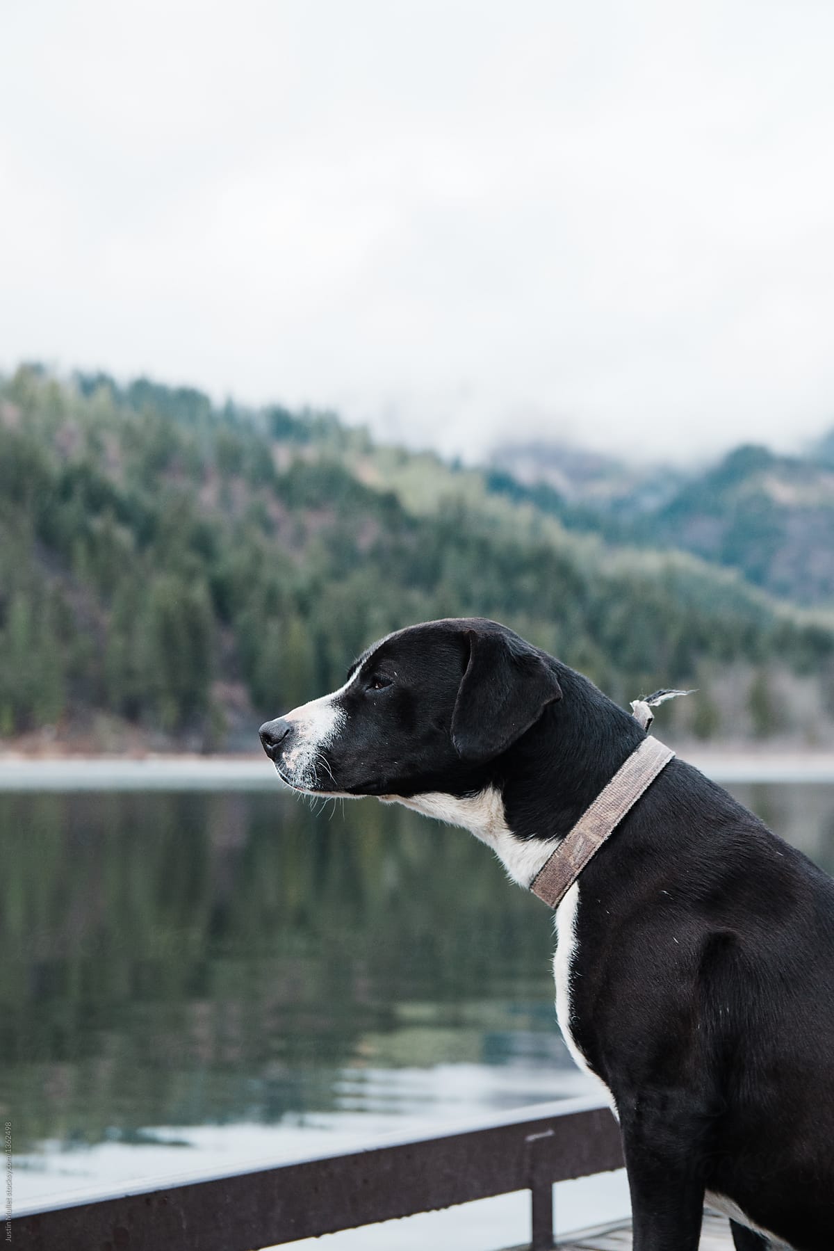 Dog looking across a lake