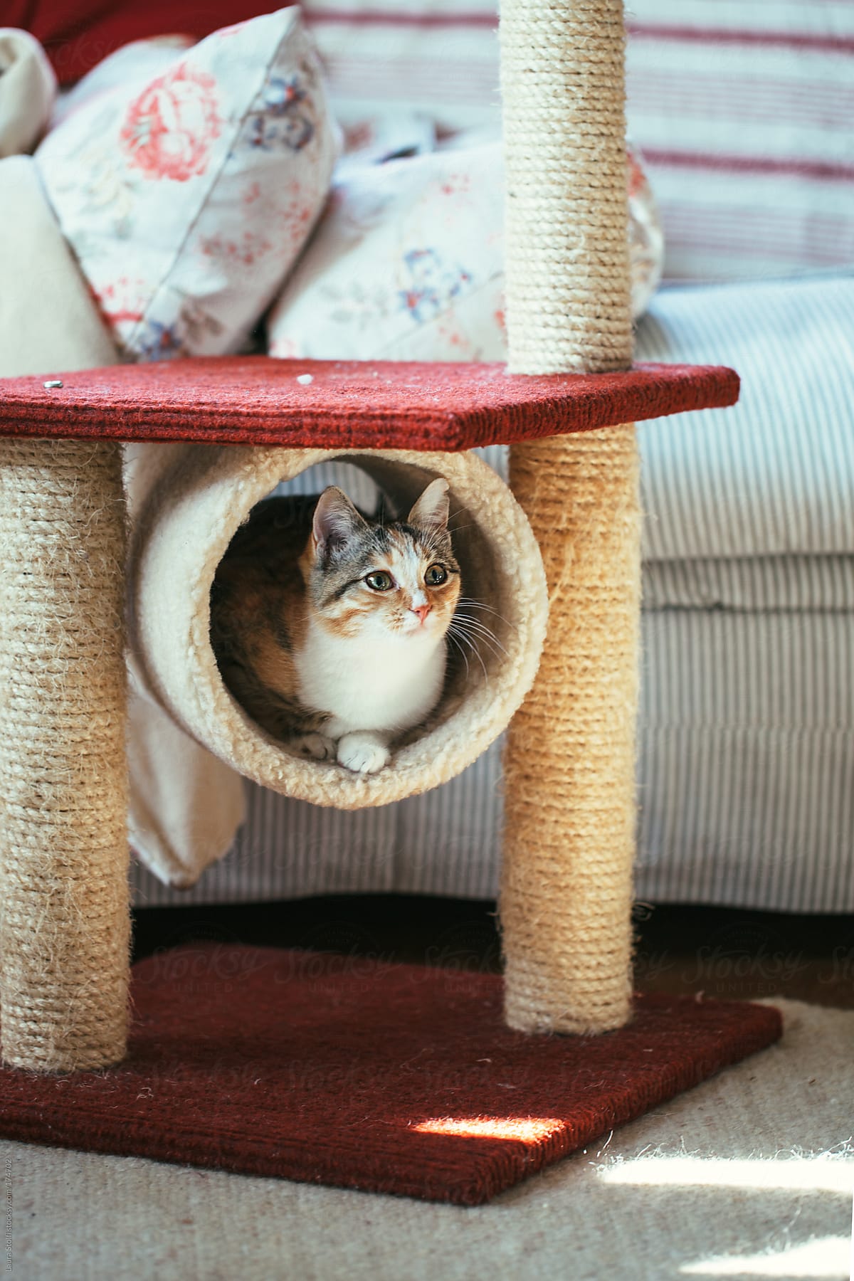 Cat laying inside a tunnel of her scratching post