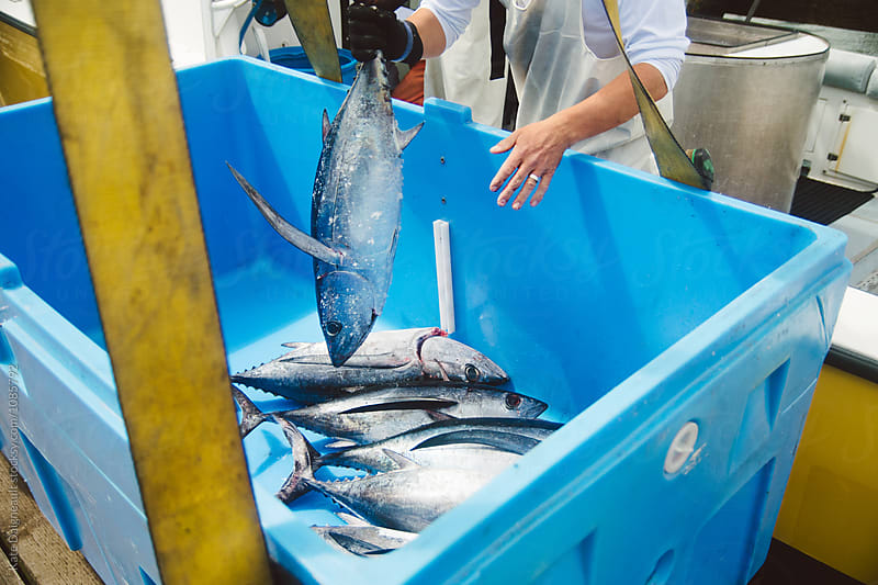 Fresh fish catch on a tuna boat