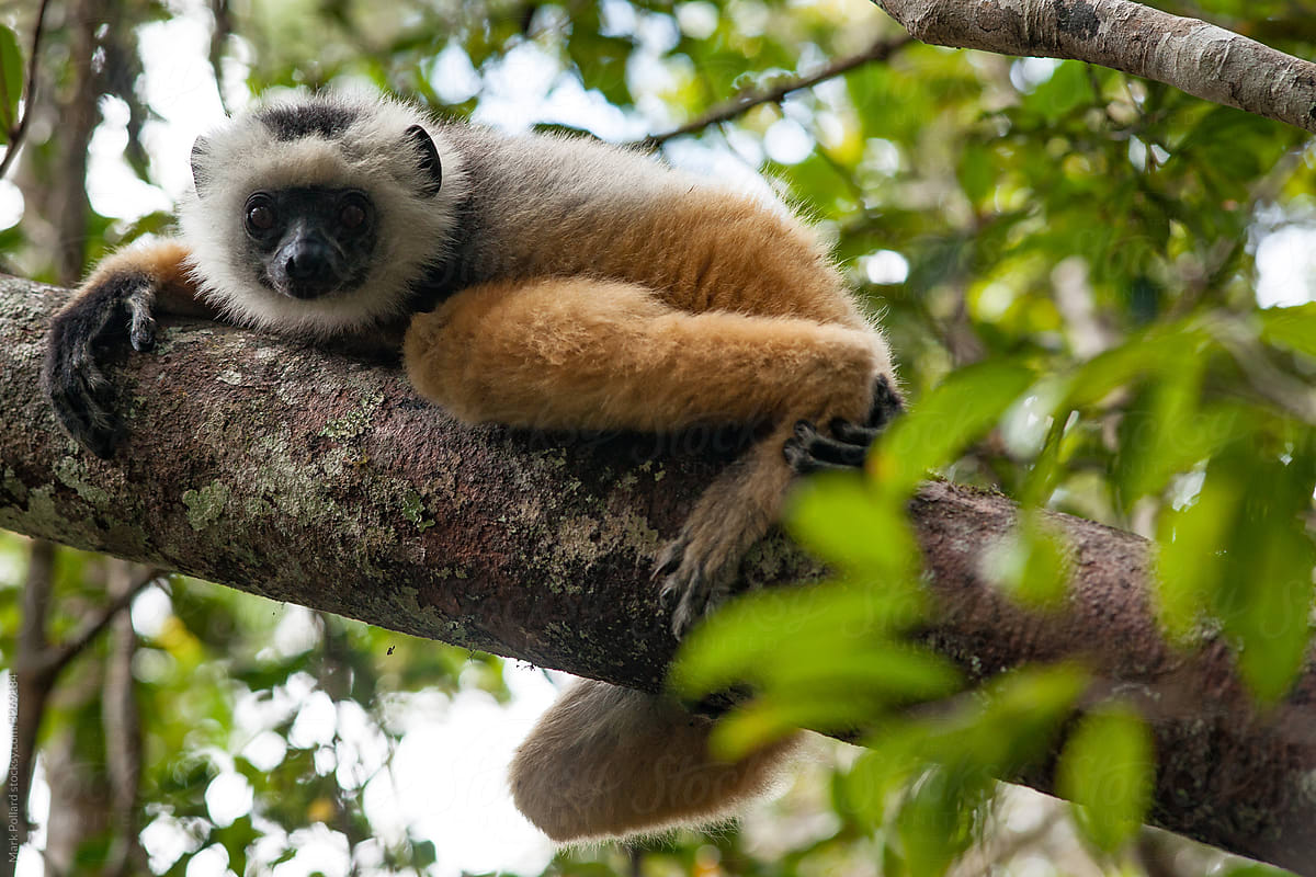 A Cautious Lemur Crouches on a Tree