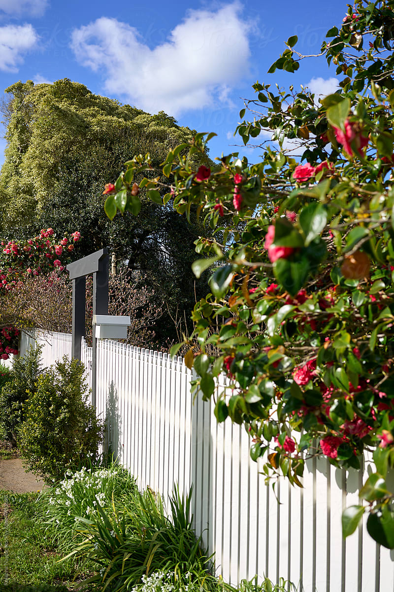 Picket fence with flowering camellias at homestead property