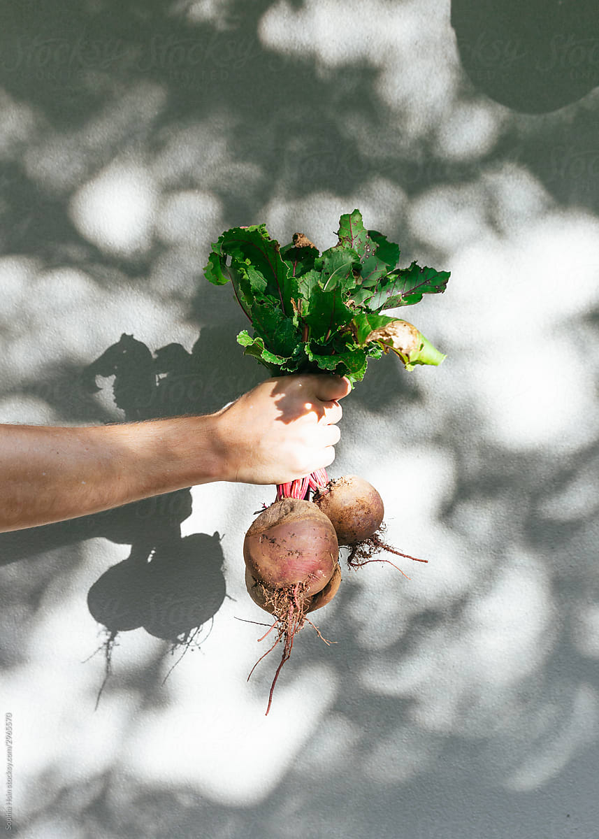 hand holding bunch of fresh harvested beets against wall with light and shadow