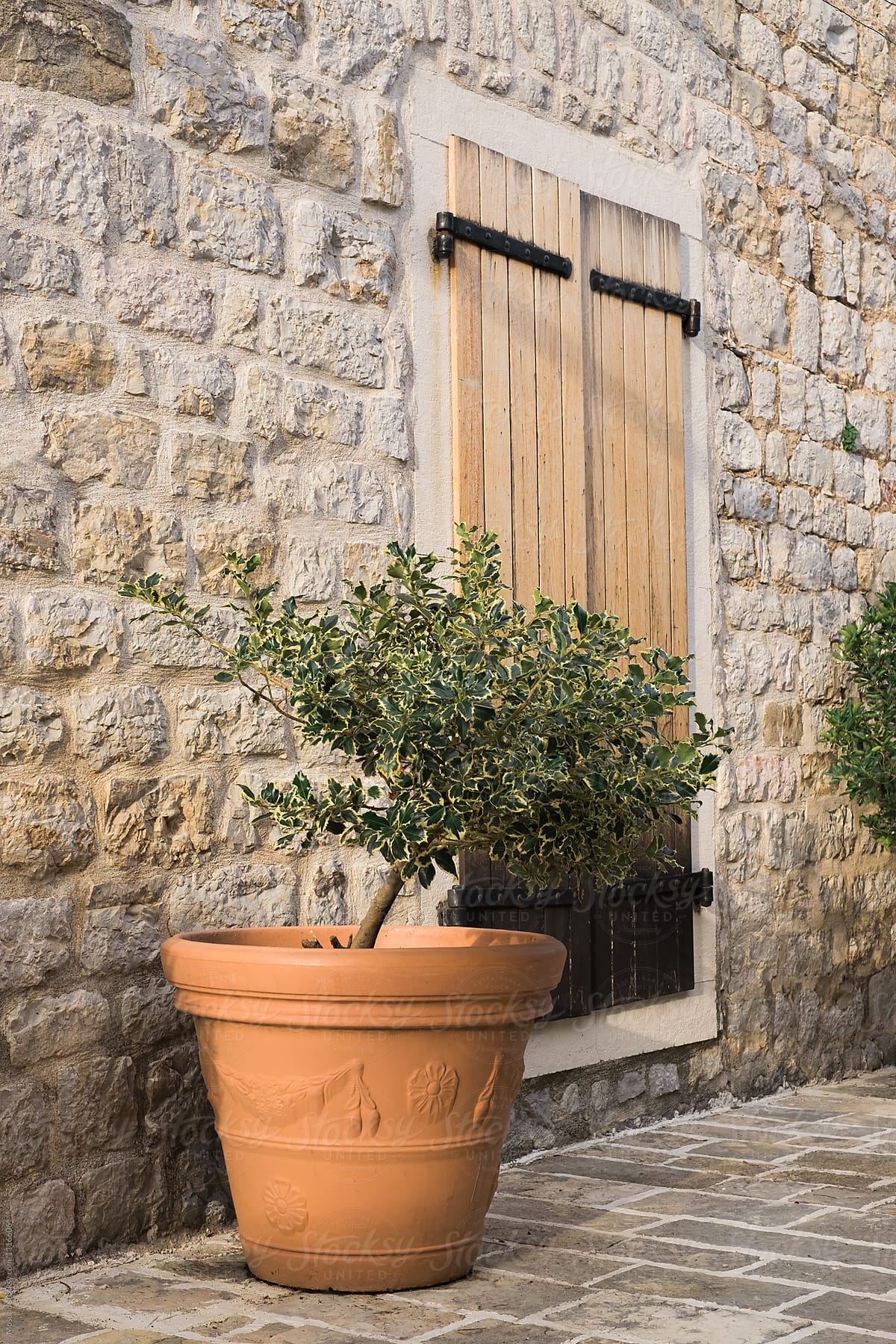 Olive Tree in a Big Flower Pot