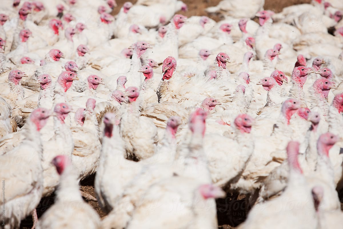 Farm: Focus On Single Turkey In Middle Of Crowd