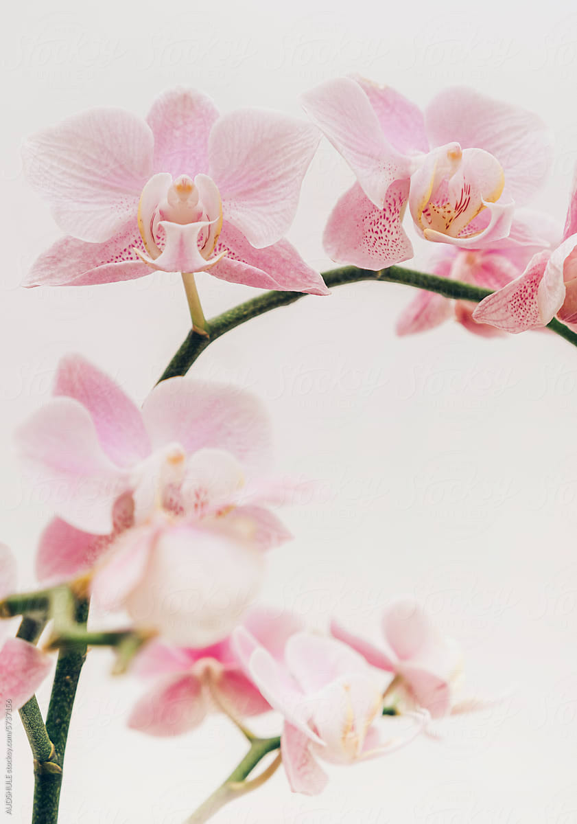 Phalaenopsis  orchid blossoms and stems