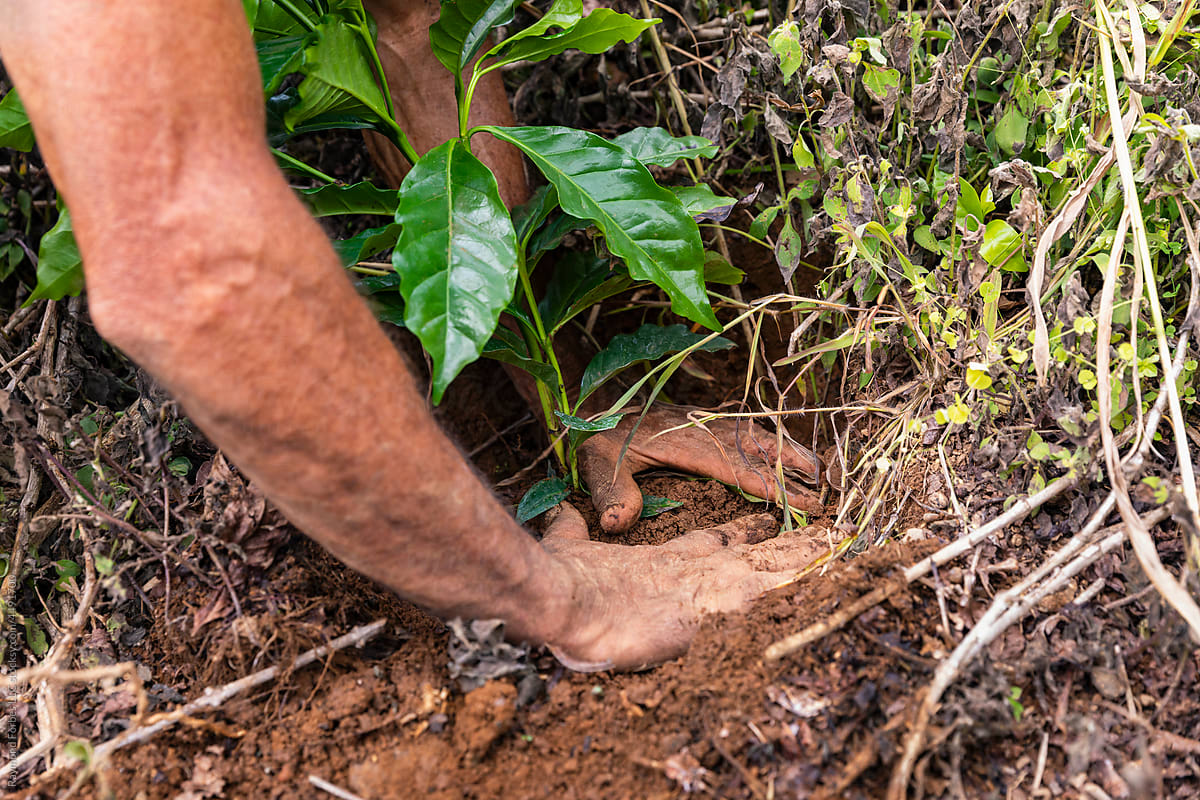 coffee plant seedling at coffee farm plantation in Central America