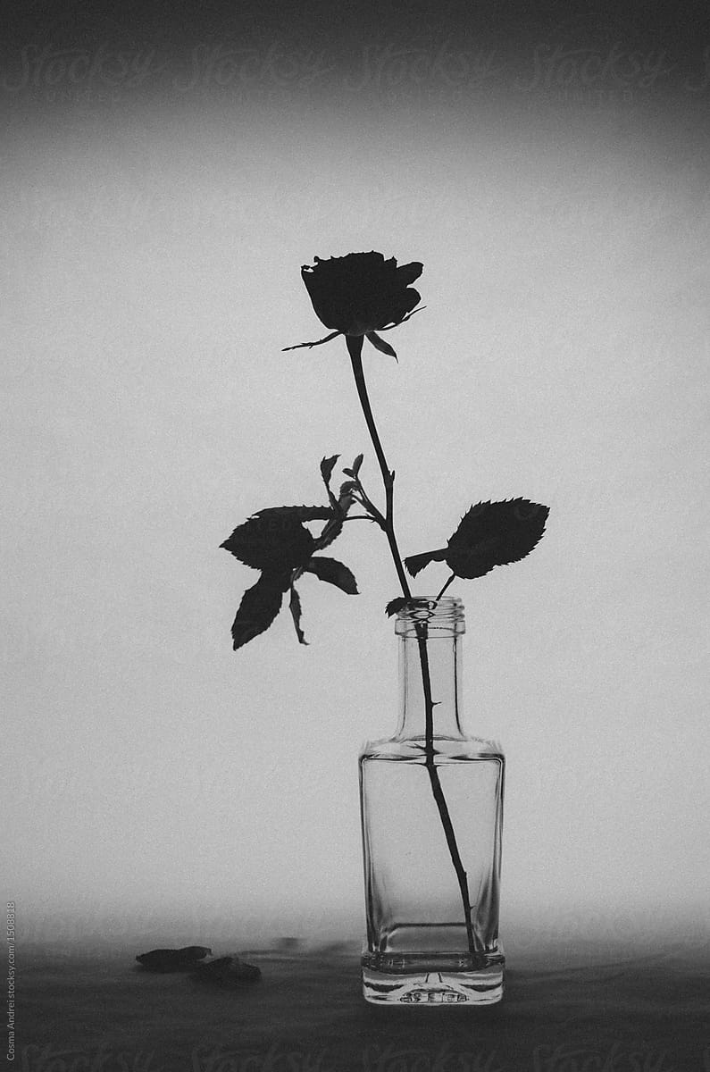 Dark black rose