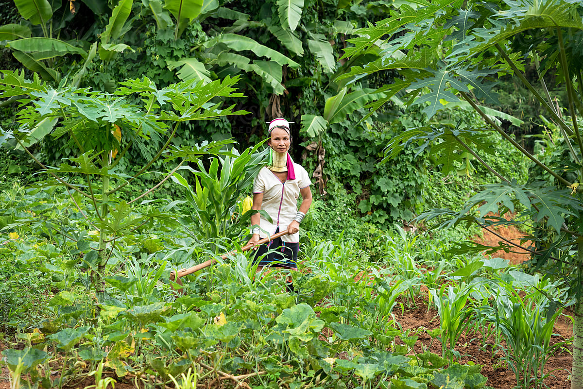 Long Neck Tribal woman working in the garden