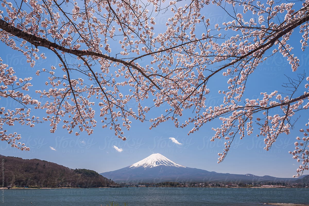 Sakura and Mt Fuji