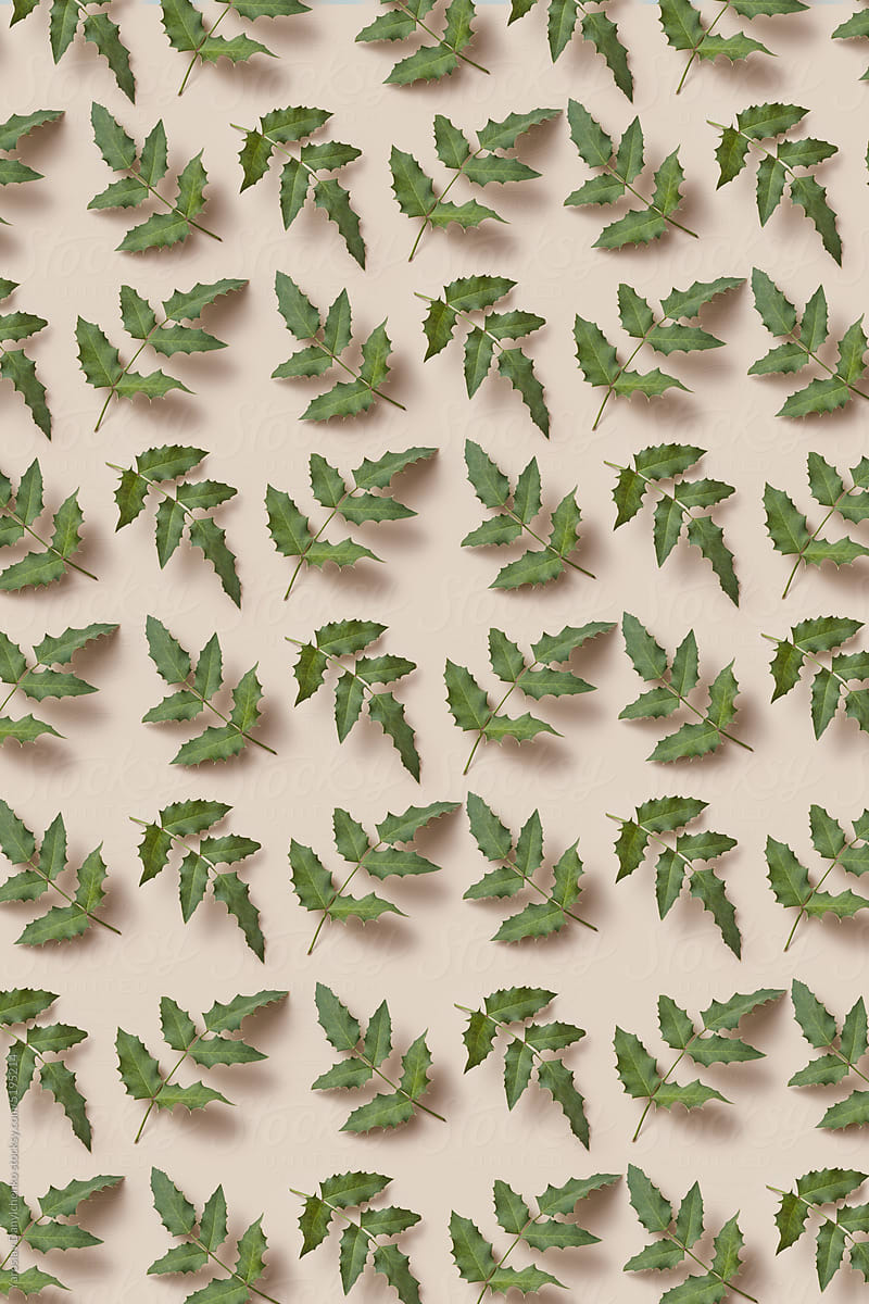 Pattern of green holly tree branches with leaves.