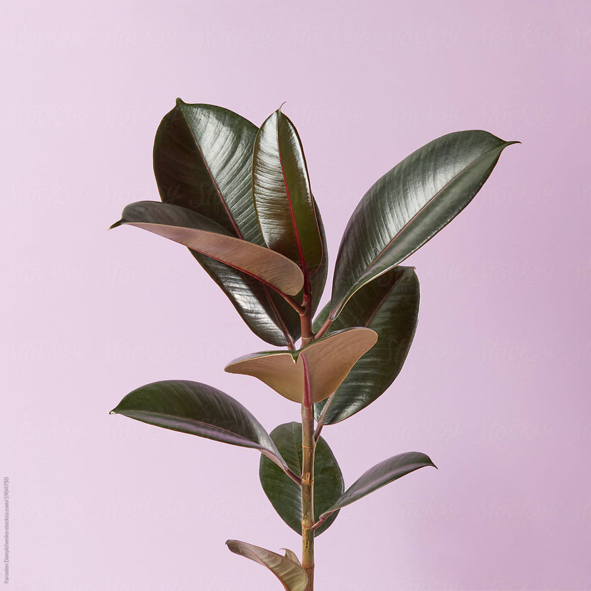 Ficus plant isolated on a pink background
