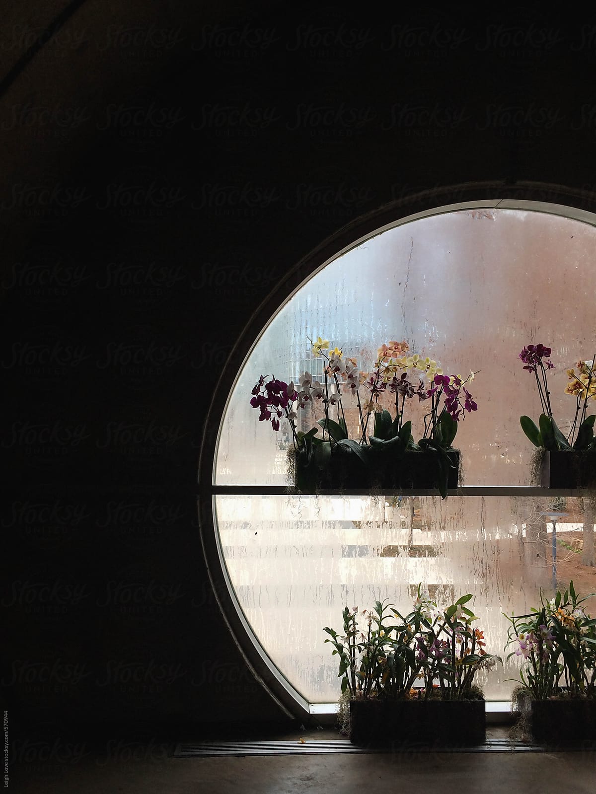 Round Window With Orchids