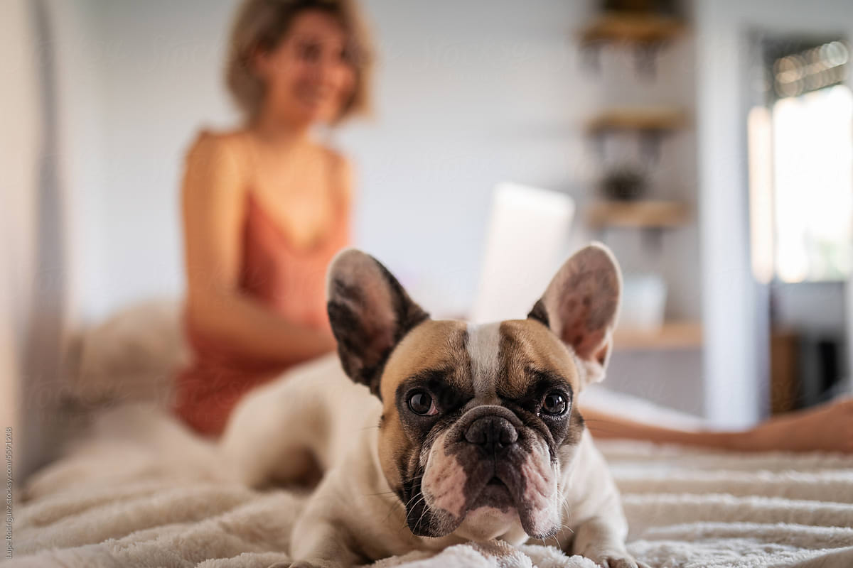 bulldog dog portrait at home