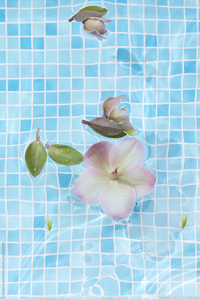 Tender flower floating in water against blue tiles.
