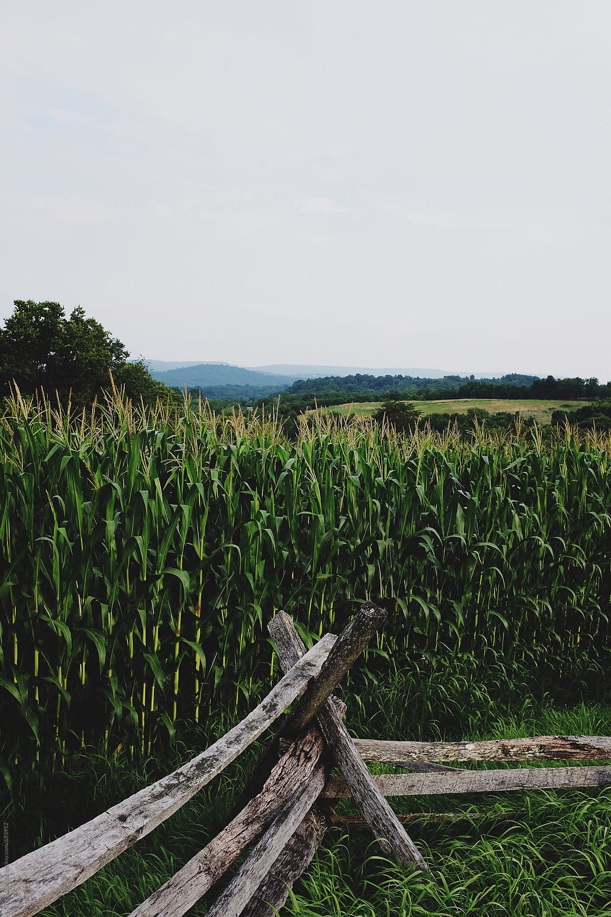 Landscape view of historic battle ground fences and cornfields in Maryland, America