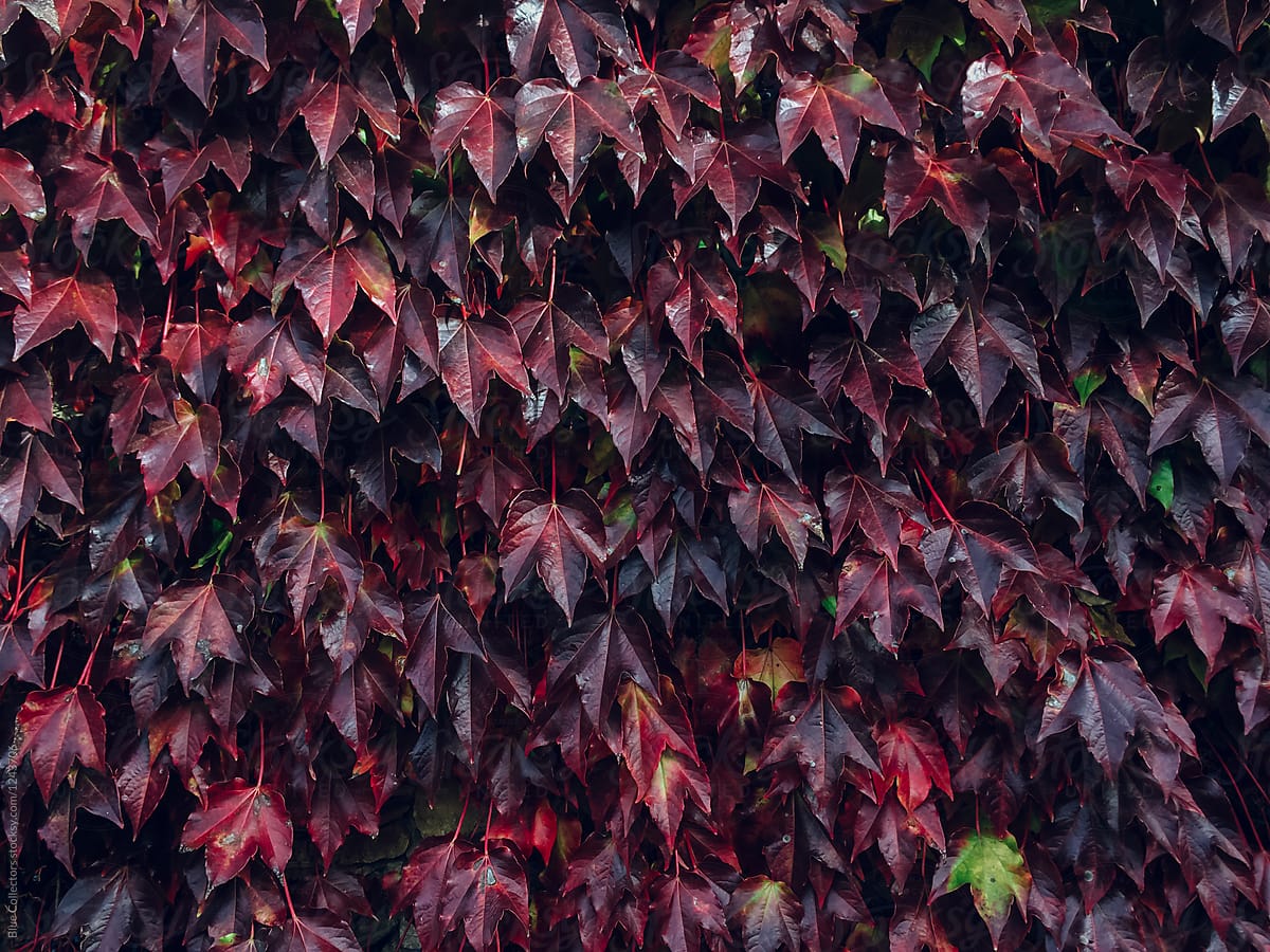 wall full of autumn leaves