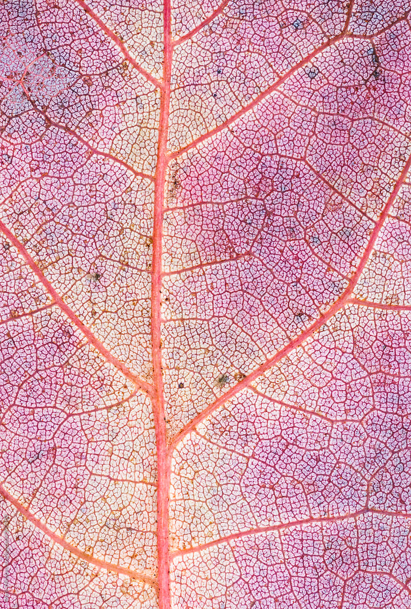 Scarlet Maple leaf, closeup