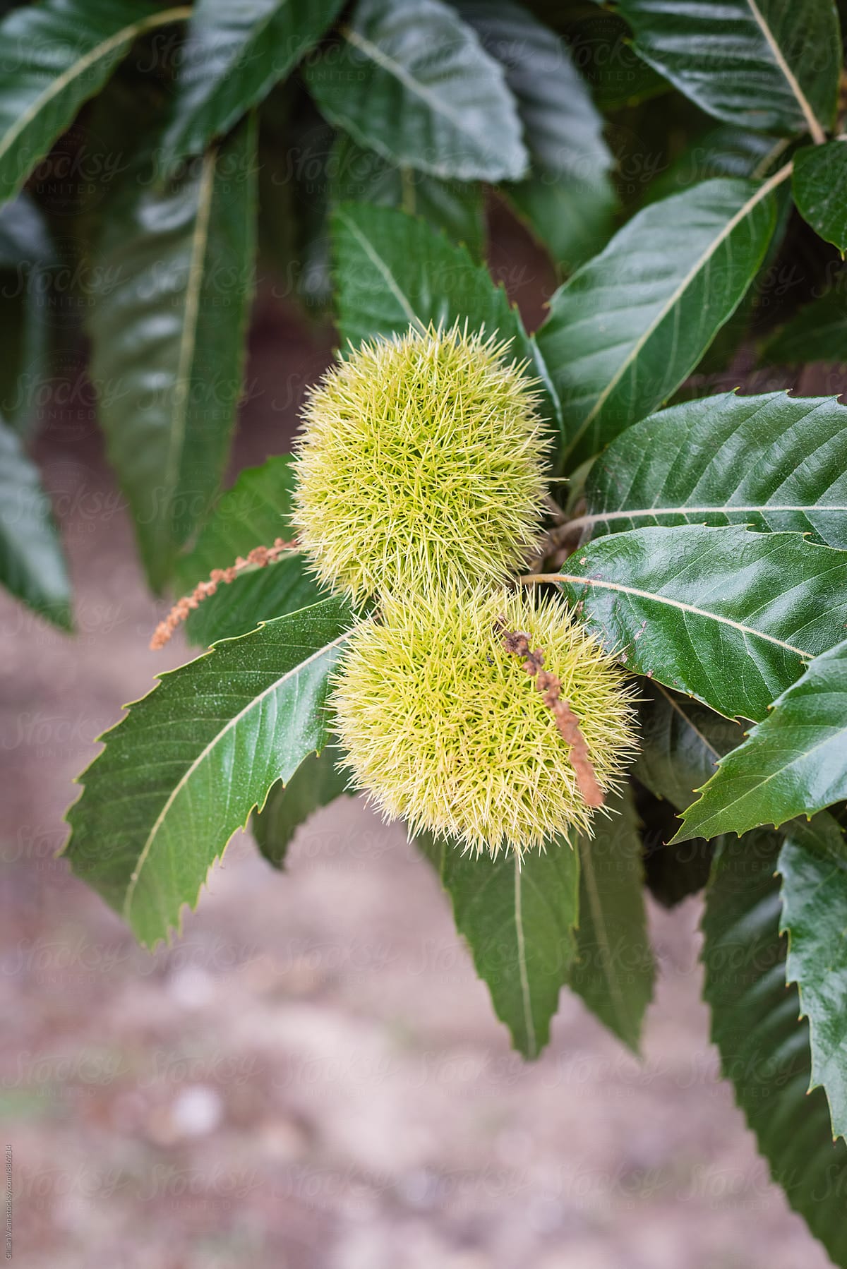 chestnut tree in fruit in summer (harvest in winter)