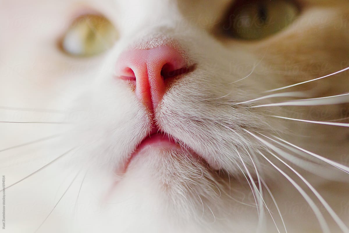 Muzzle of a white cat.