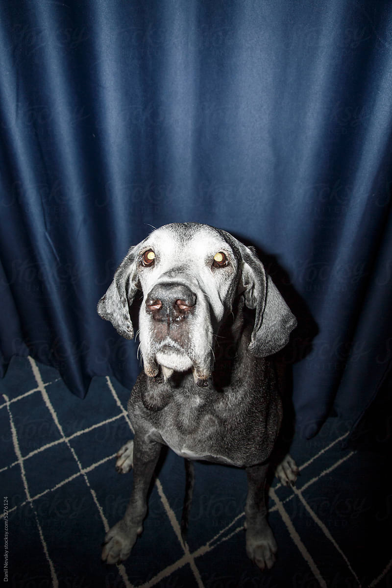Huge gray dog staring at camera