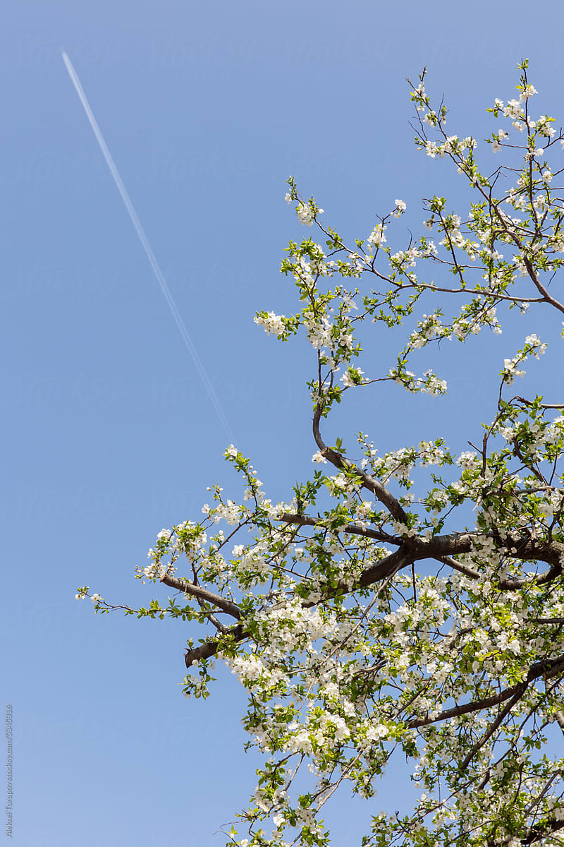 a blooming tree against the sky