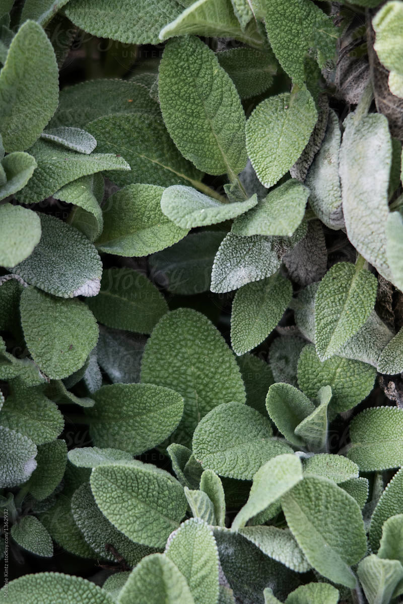 Background images from sage leaves